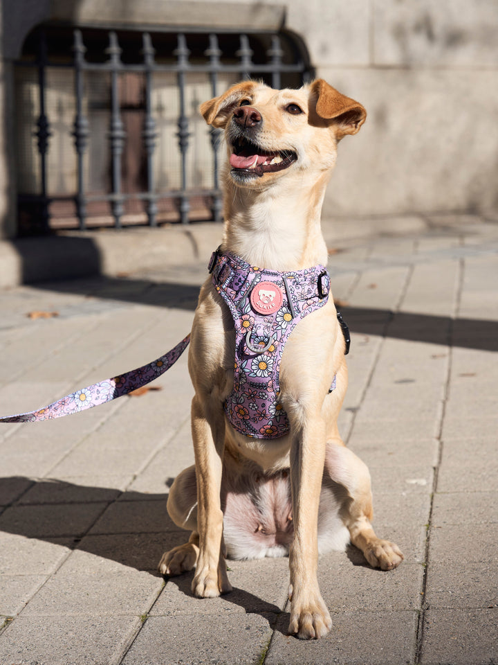 TRAIL DOG HARNESS FLOWER POWER