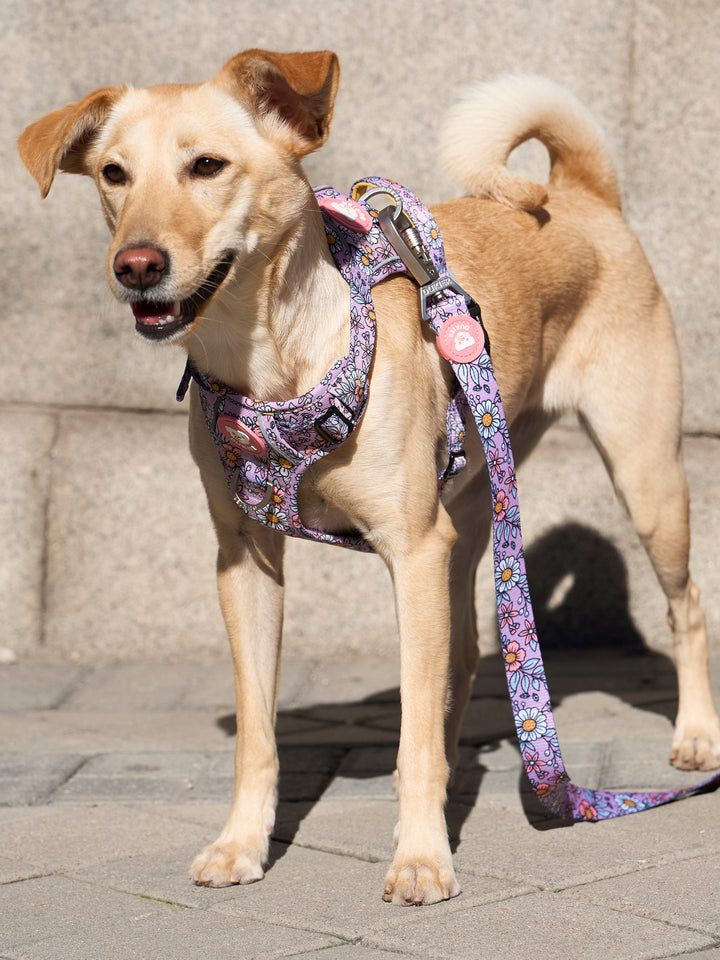 TRAIL DOG HARNESS FLOWER POWER