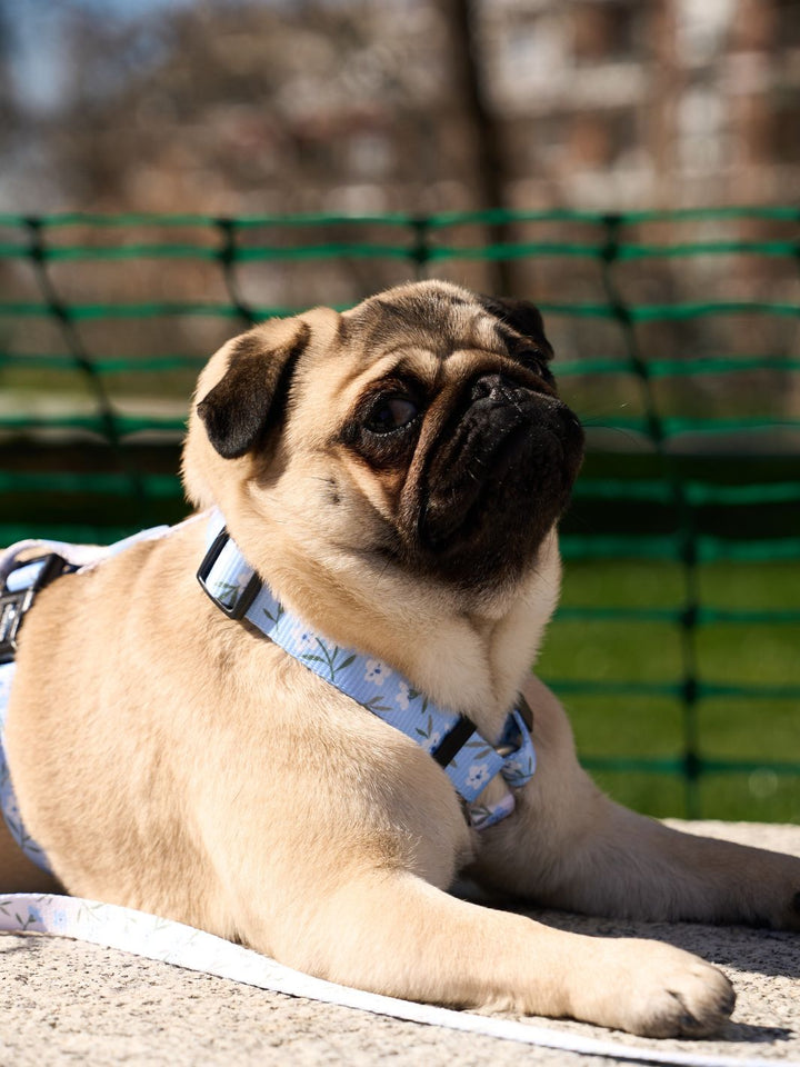 CLASSIC DOG HARNESS BLOOM