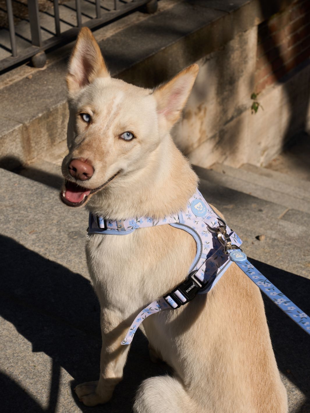 HARNAIS TRAIL BLOOM POUR CHIEN