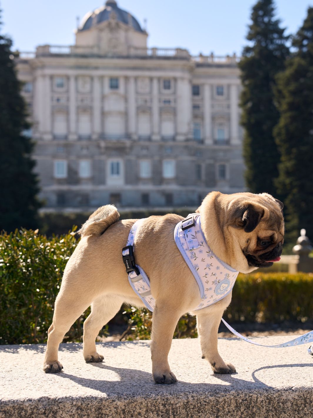 ADJUSTABLE DOG HARNESS BLOOM