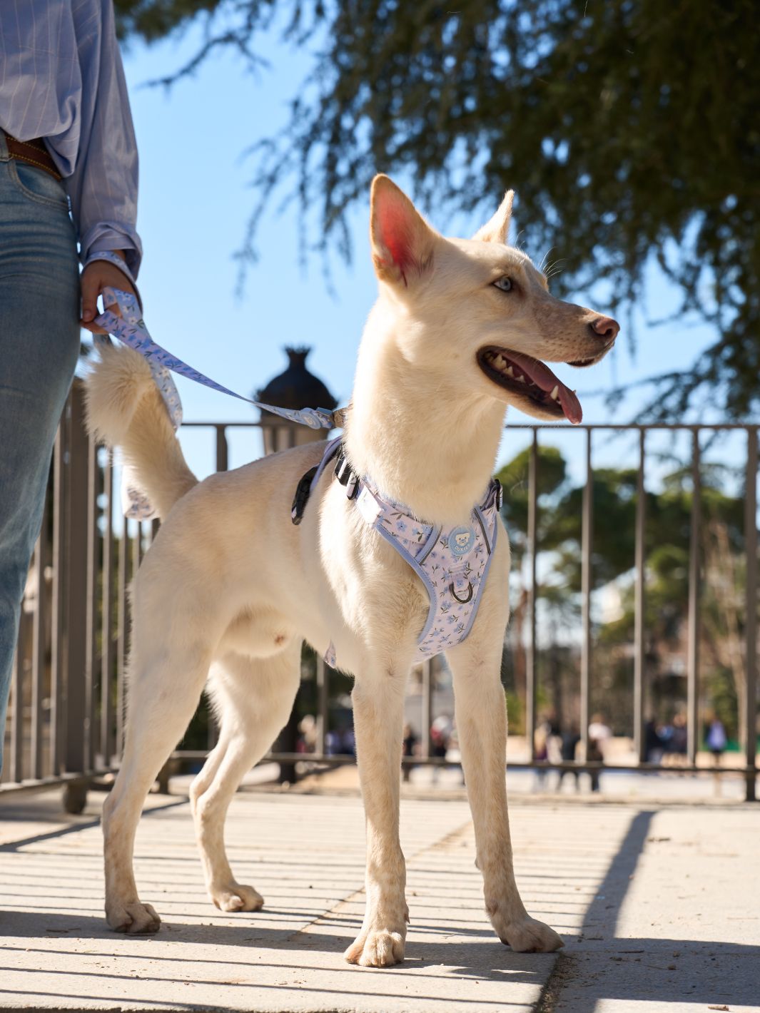 HARNAIS TRAIL BLOOM POUR CHIEN