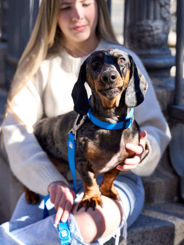 COLLAR PARA PERRO BLUE