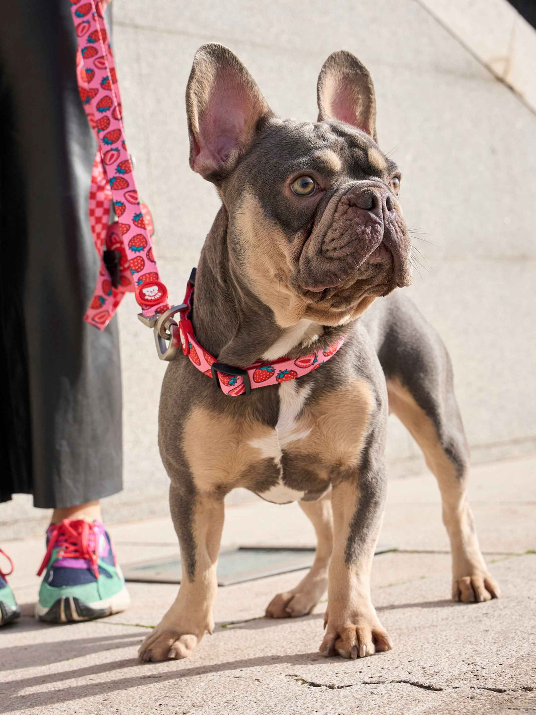 Trappy Chainz Dog Most Expensivest Trappy Chainz Dog Breed Most