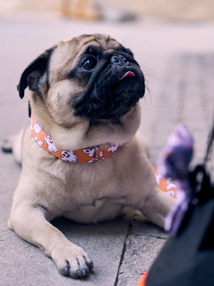 COLLAR PARA PERRO BOOH!