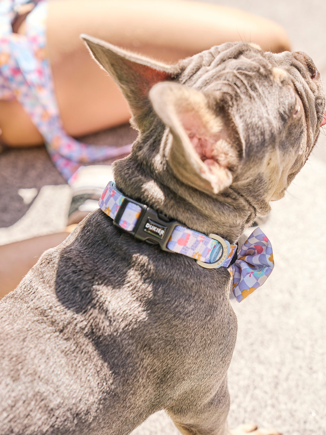 CHESS BOARD DOG COLLAR