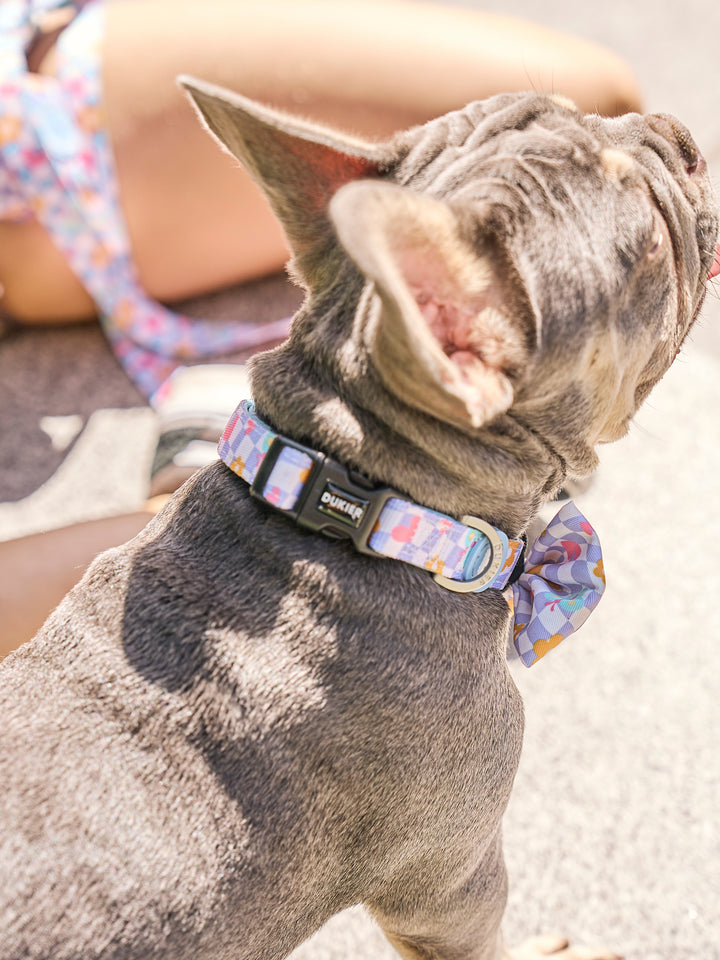 COLLAR PARA PERRO CHESS BOARD