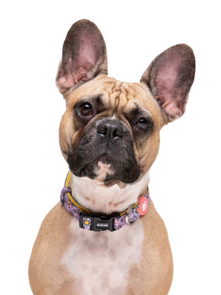 COLLAR PARA PERRO FLOWER POWER