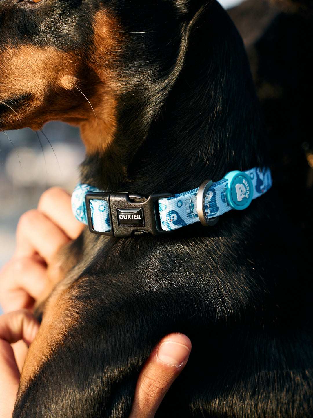 PENGUINS DOG COLLAR