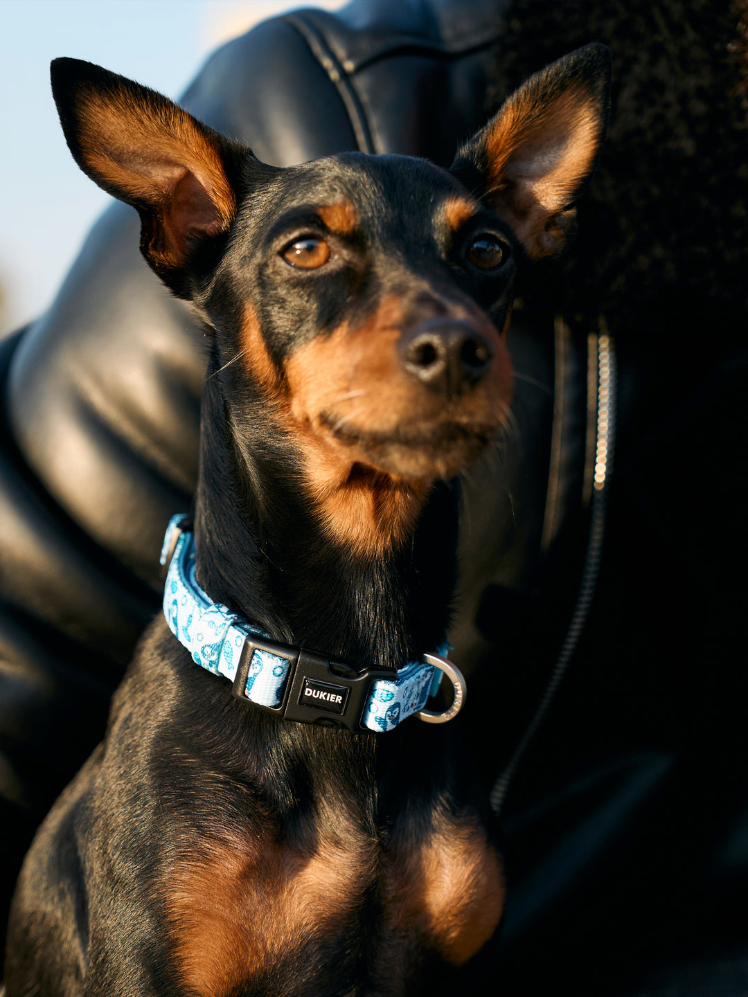 PENGUINS DOG COLLAR