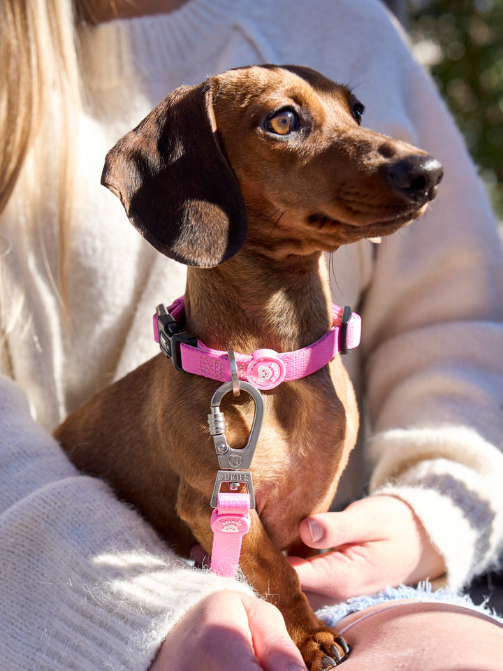 COLEIRA PARA CÃES PINK