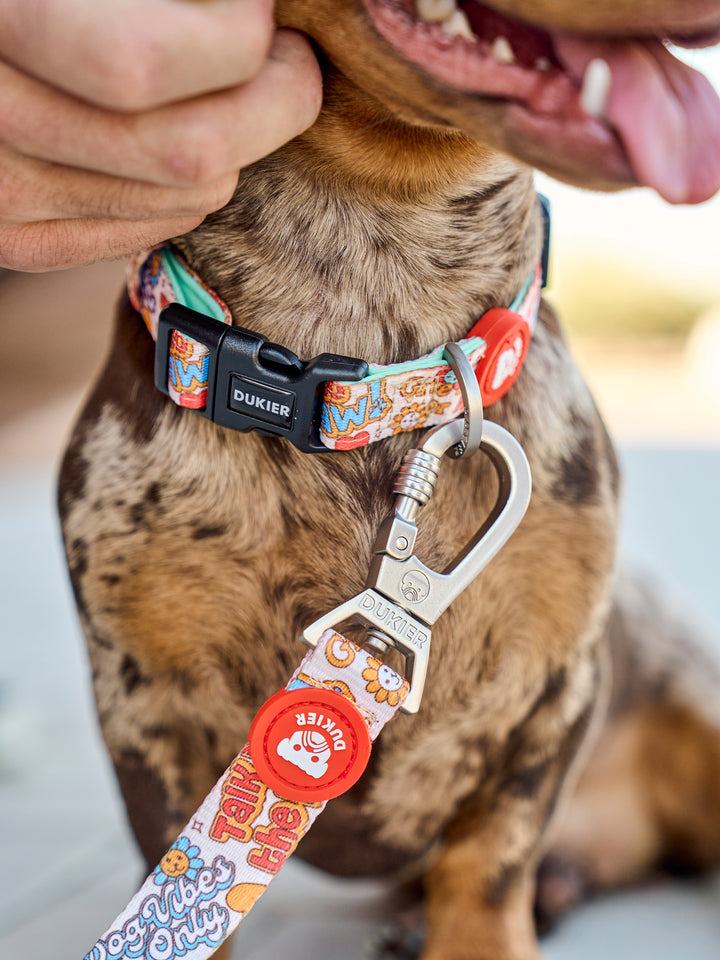 STICKERS DOG COLLAR