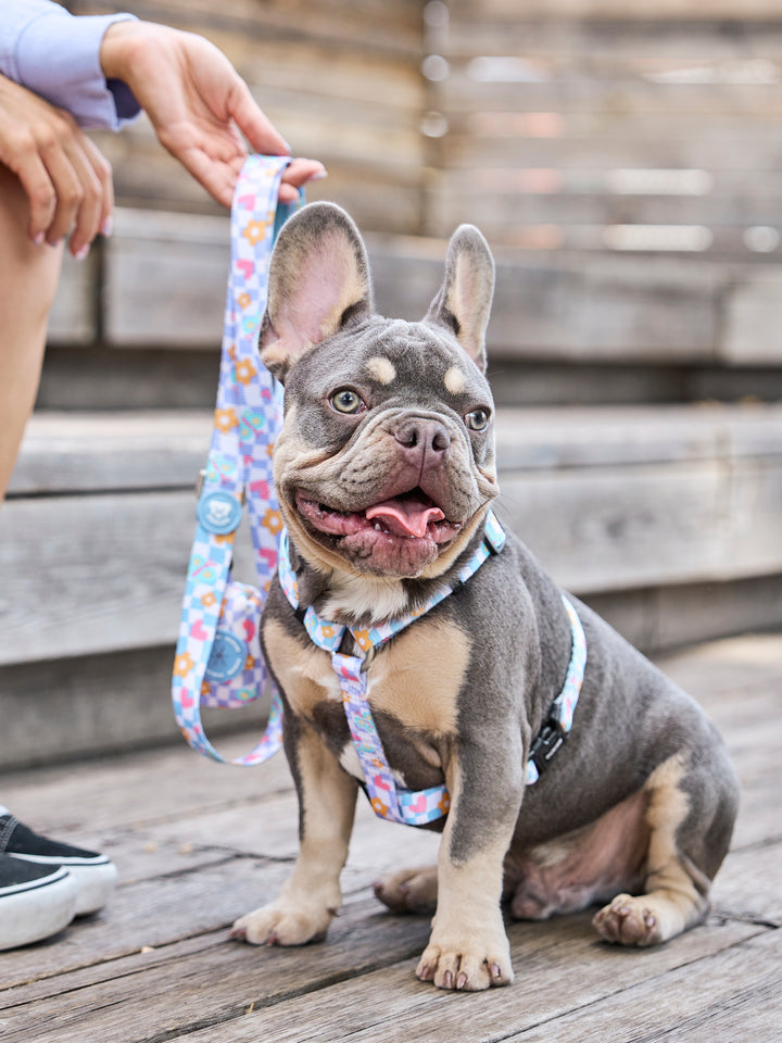 CHESS BOARD LEASH FOR DOGS