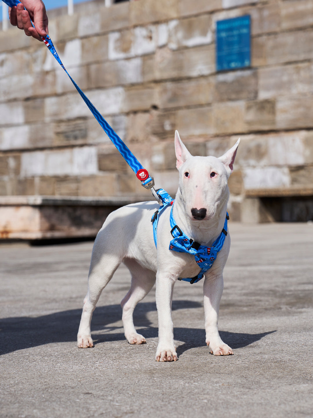 HARNAIS CLASSIQUE NAVY POUR CHIEN