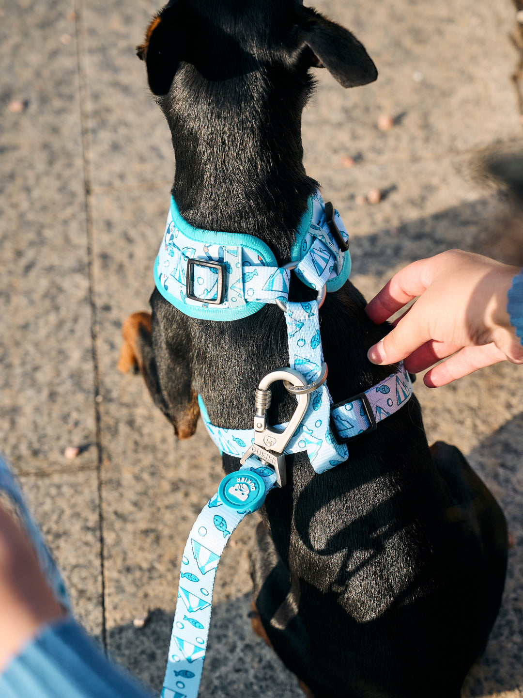 LAISSE PENGUINS POUR CHIEN