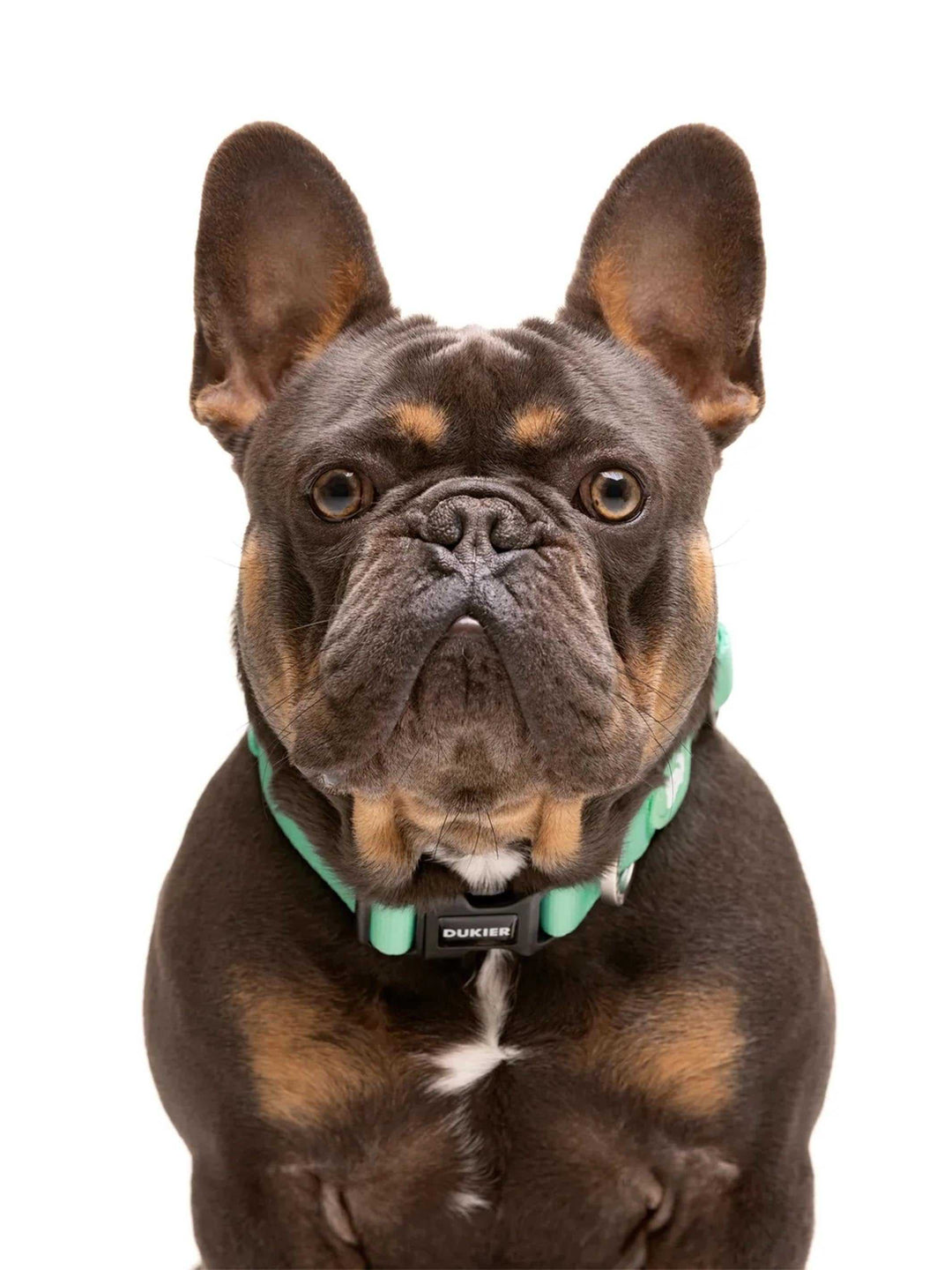 COLLAR PARA PERRO MINT