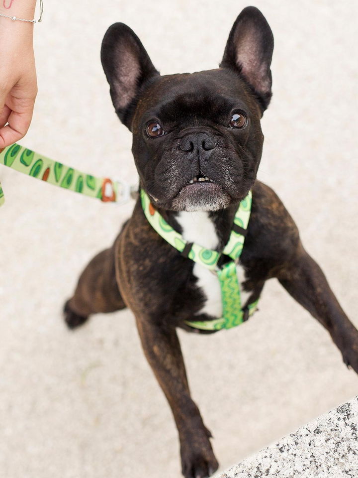 AVOCADO CLASSIC DOG HARNESS
