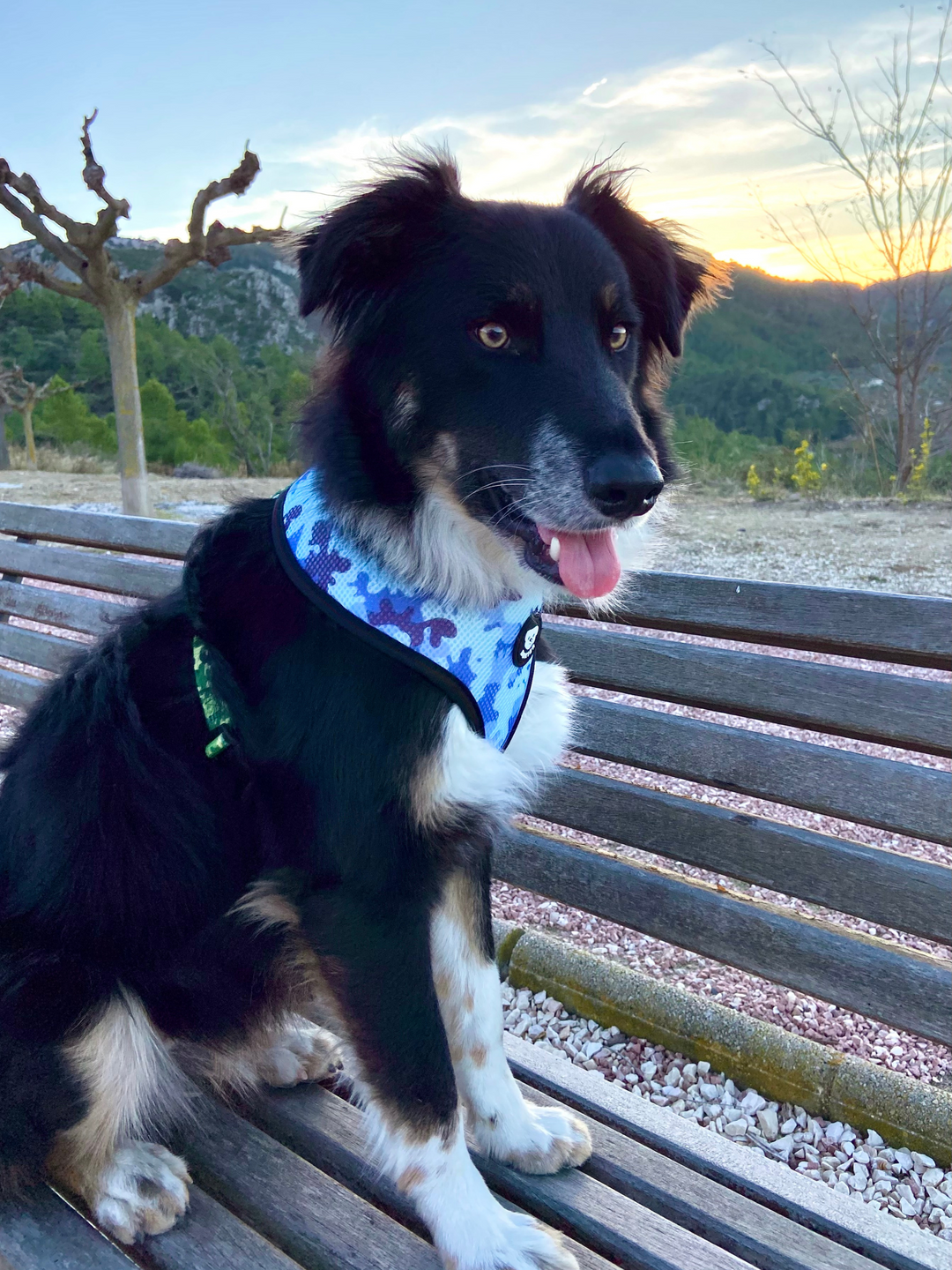 CAMO REVERSIBLE DOG HARNESS