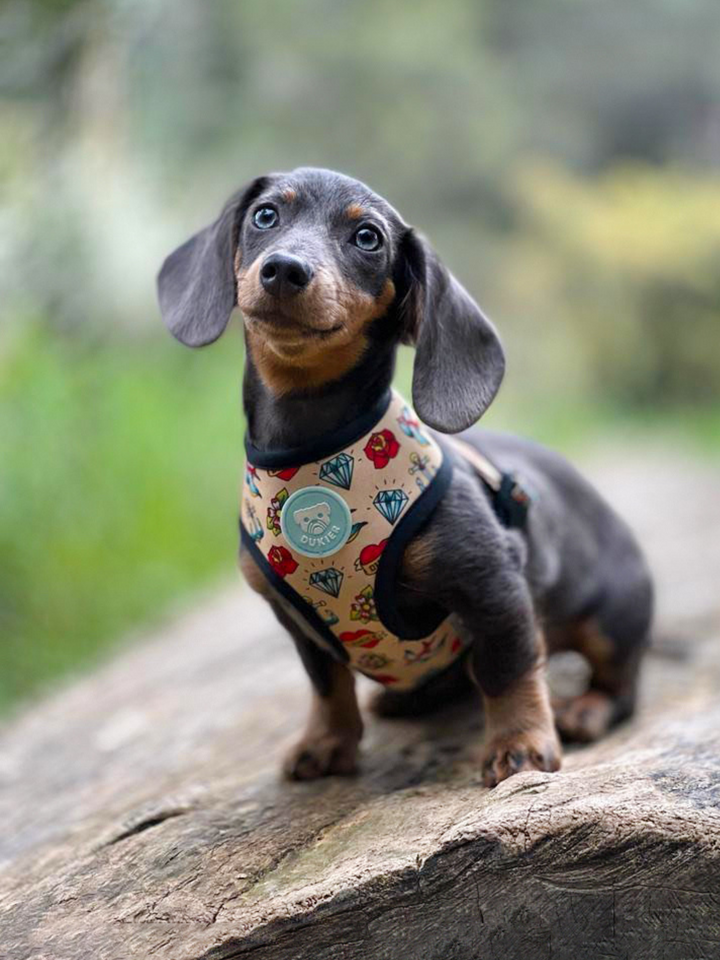 TATTOO REVERSIBLE DOG HARNESS