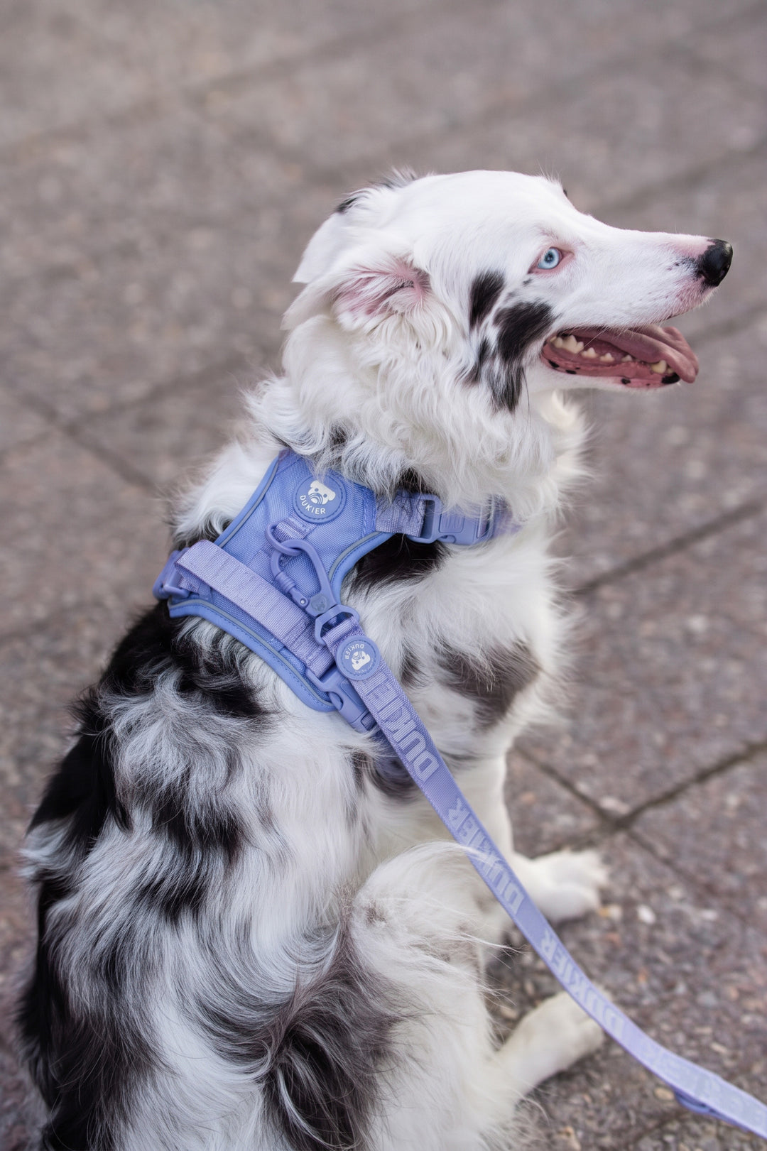 TRAIL DOG HARNESS BLUEBERRY