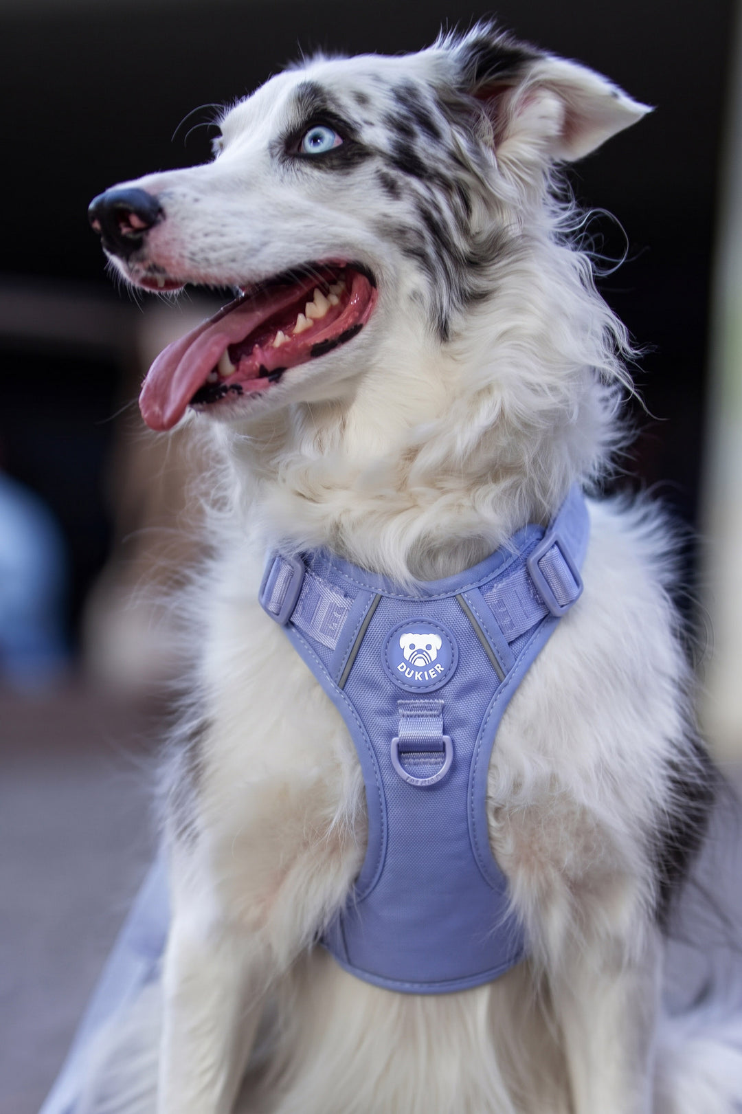 TRAIL DOG HARNESS BLUEBERRY