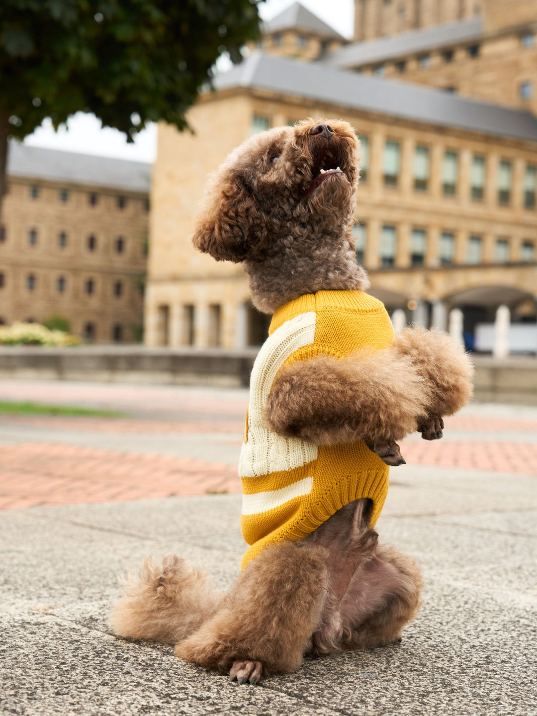 DOG SWEATER YELLOW