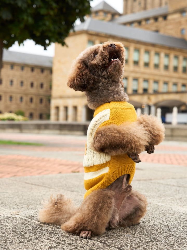 DOG SWEATER YELLOW