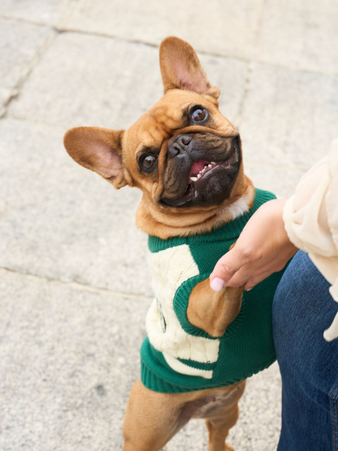 DOG SWEATER GREEN