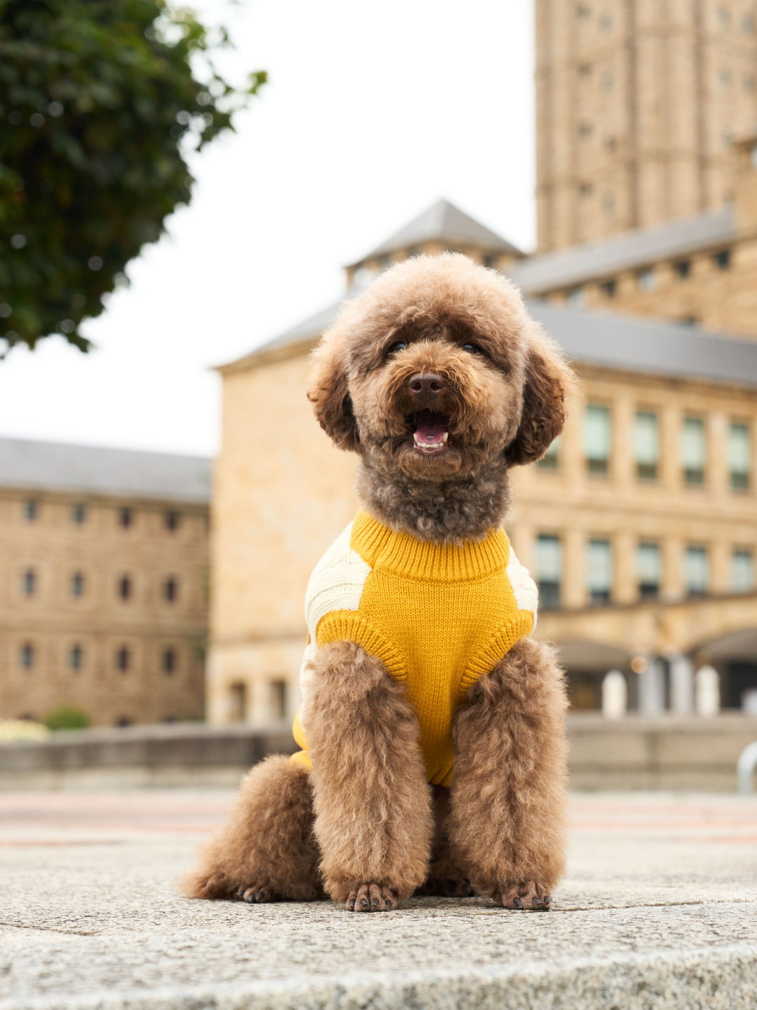 DOG SWEATER YELLOW