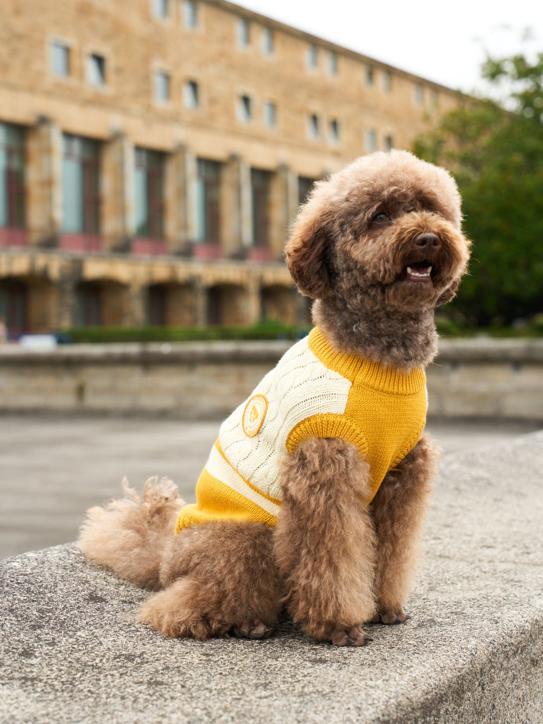 DOG SWEATER YELLOW