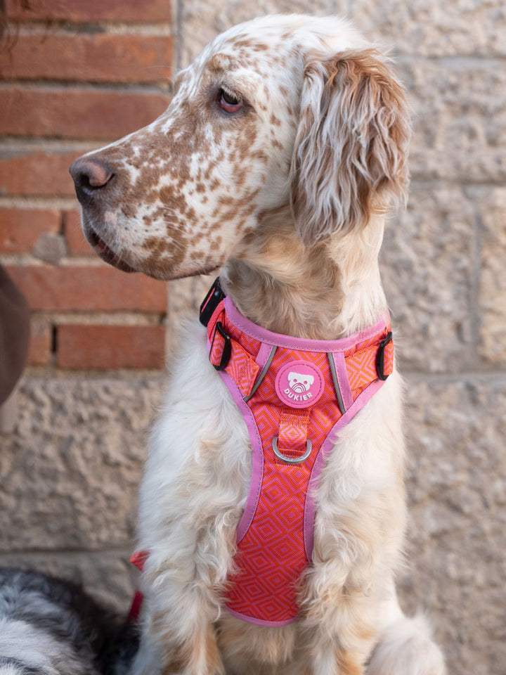 HARNAIS TRAIL KALEIDO PINK GRID POUR CHIEN
