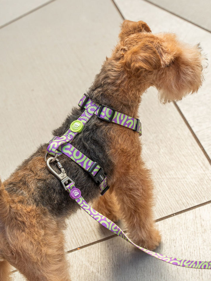 HARNAIS CLASSIQUE KALEIDO LIME SWIRL POUR CHIEN