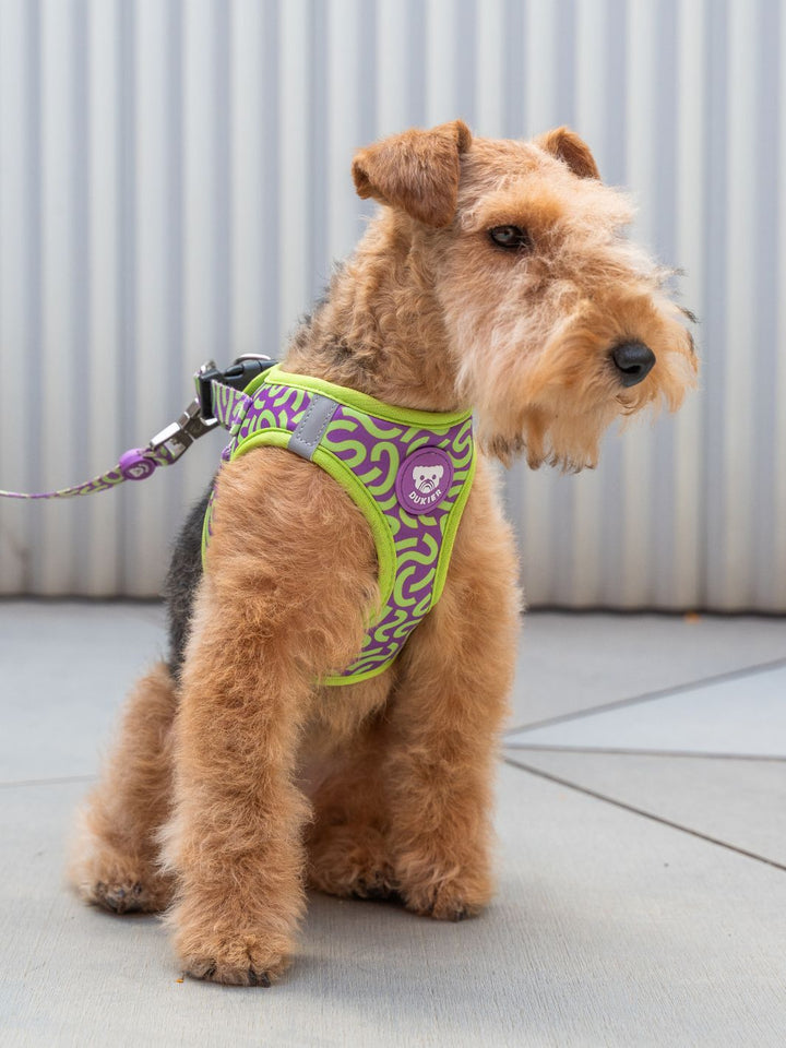 HARNAIS BODY KALEIDO LIME SWIRL POUR CHIEN