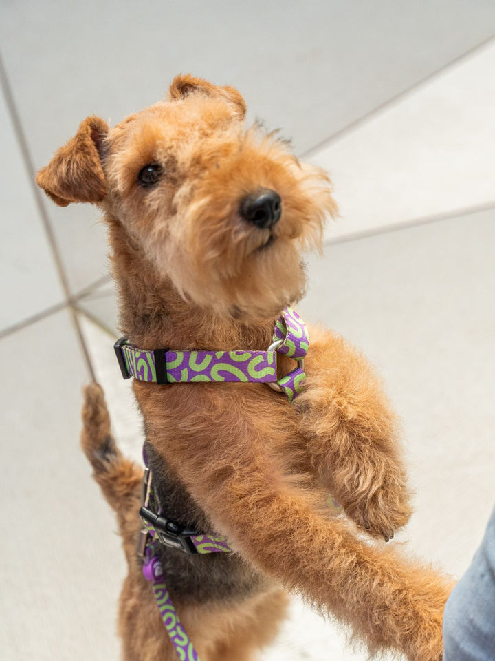 HARNAIS CLASSIQUE KALEIDO LIME SWIRL POUR CHIEN