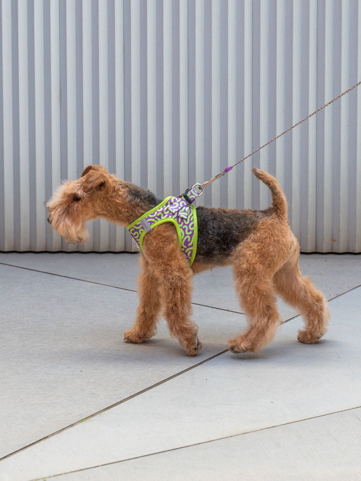 HARNAIS BODY KALEIDO LIME SWIRL POUR CHIEN