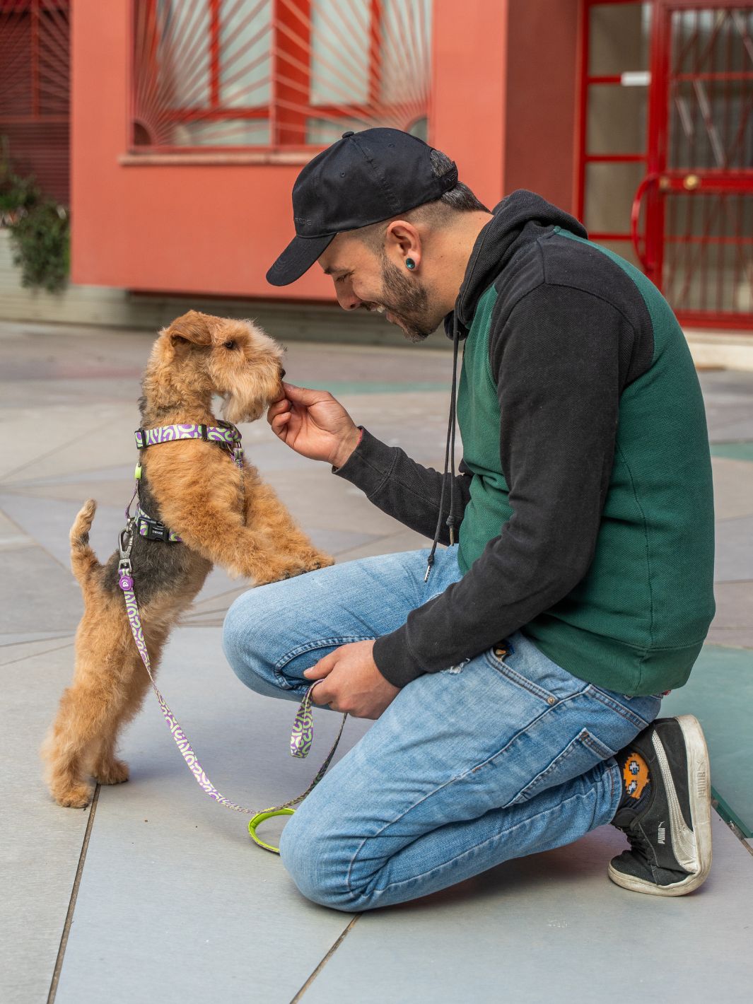 HARNAIS CLASSIQUE KALEIDO LIME SWIRL POUR CHIEN