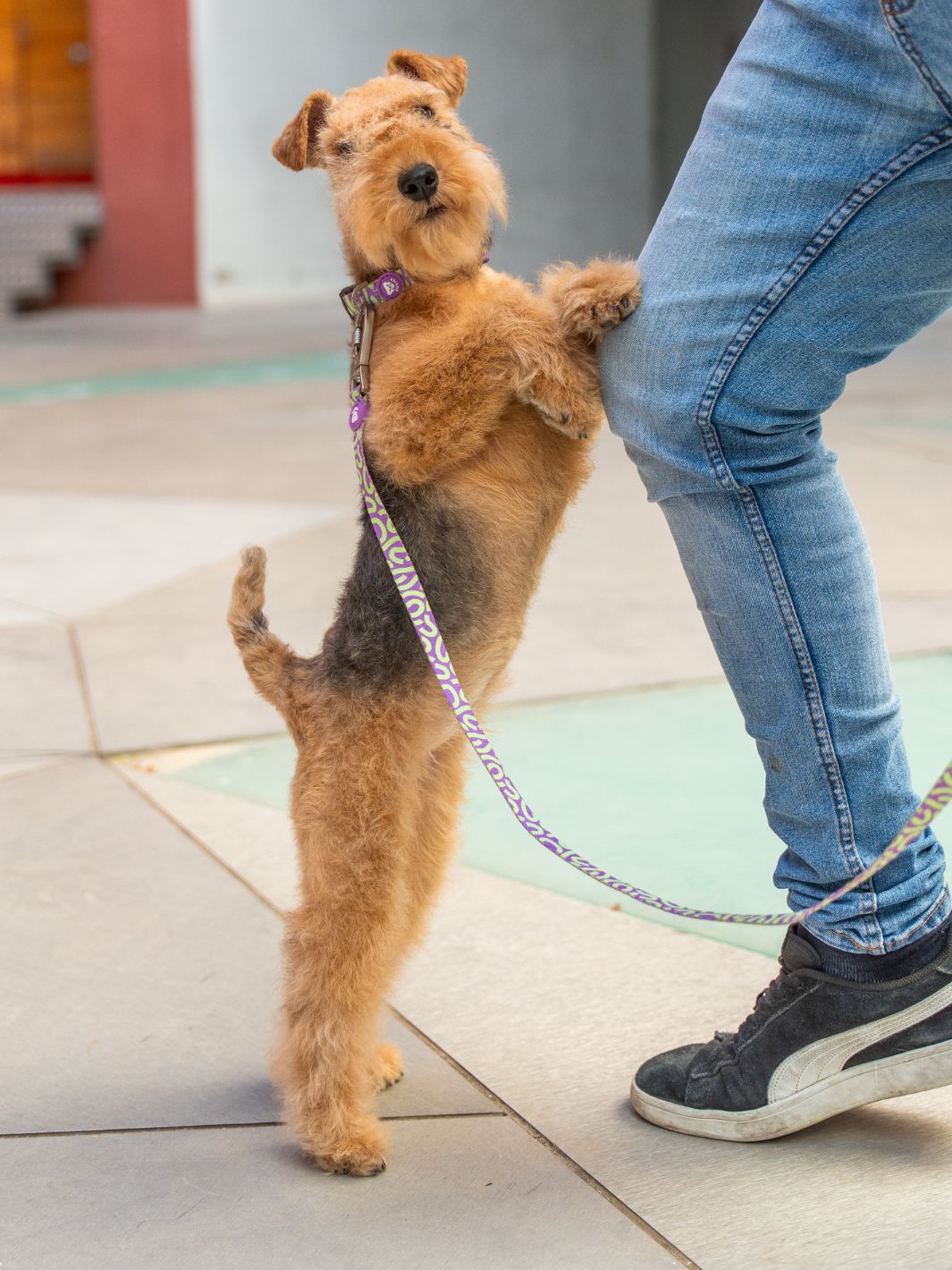 COLLIER KALEIDO LIME SWIRL POUR CHIEN