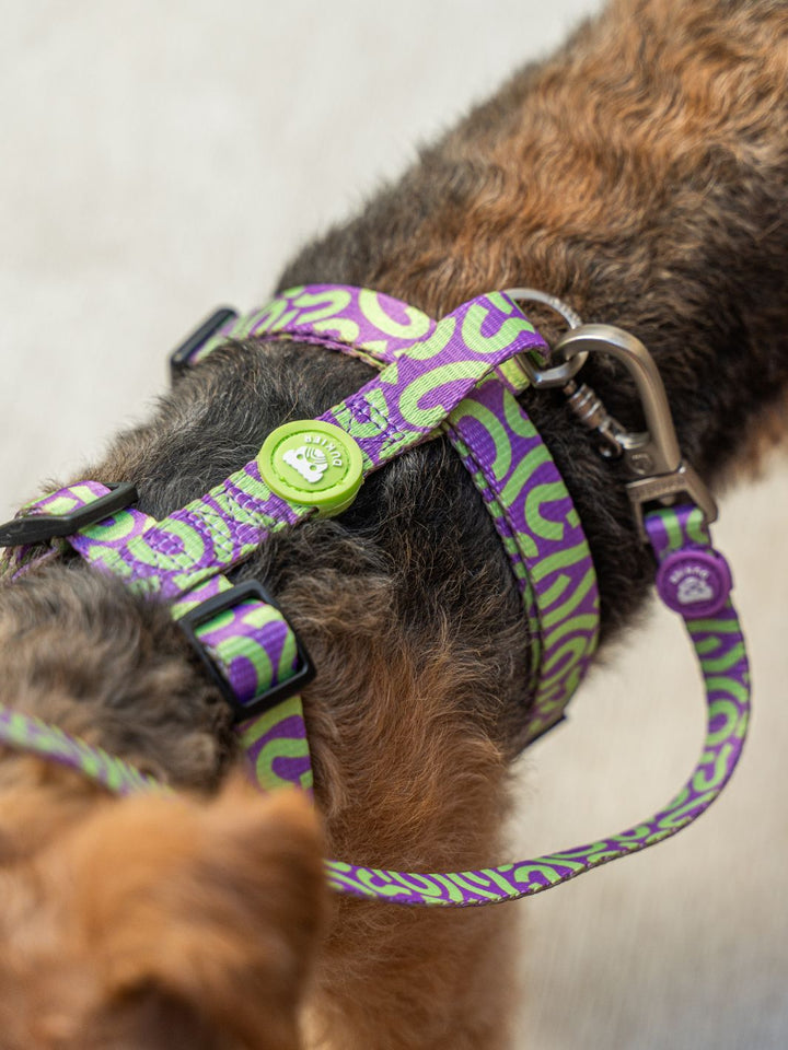 HARNAIS CLASSIQUE KALEIDO LIME SWIRL POUR CHIEN