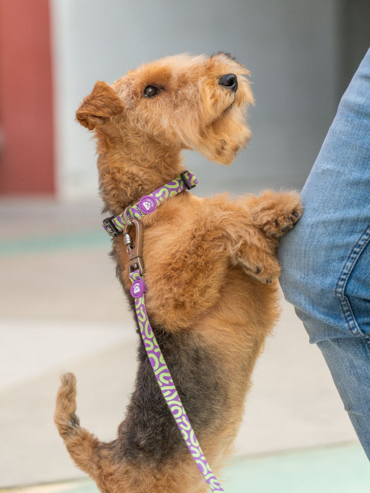 COLLIER KALEIDO LIME SWIRL POUR CHIEN