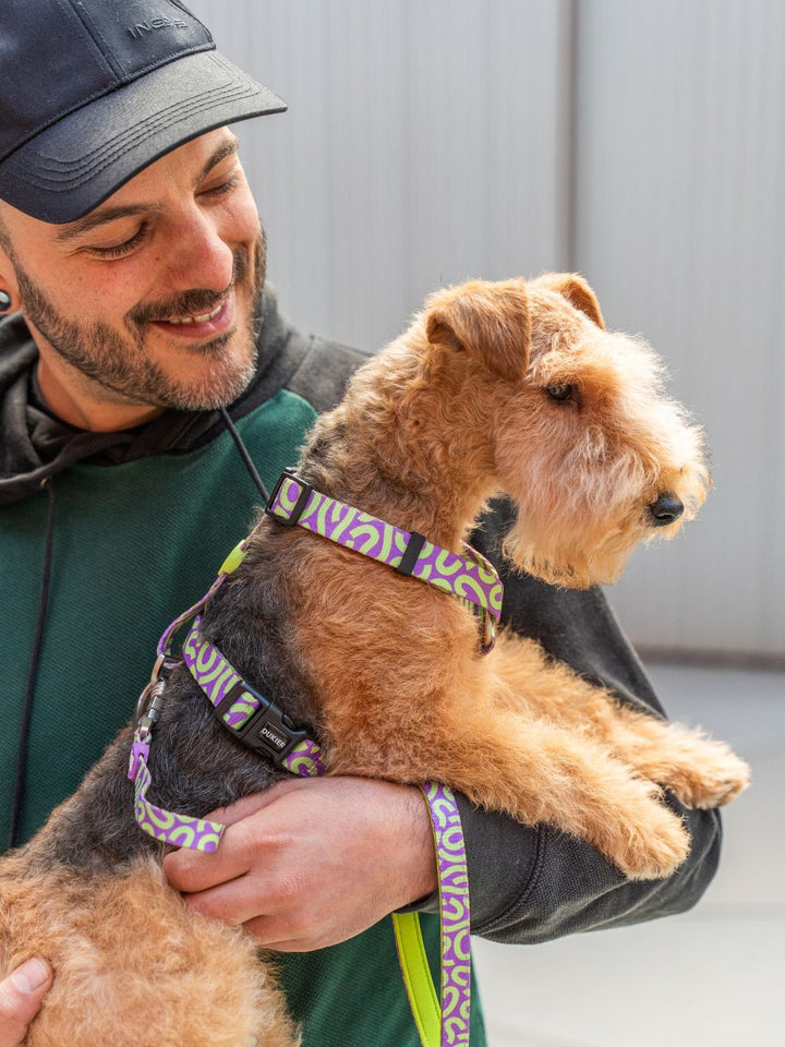 HARNAIS CLASSIQUE KALEIDO LIME SWIRL POUR CHIEN