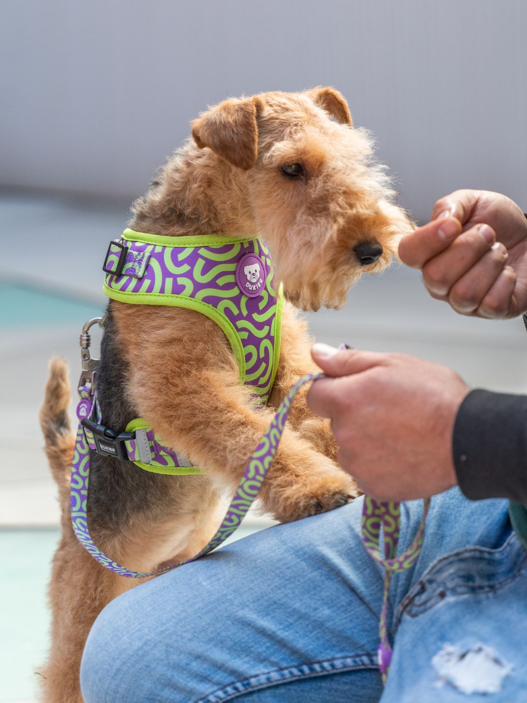 HARNAIS RÉGLABLE KALEIDO LIME SWIRL POUR CHIEN