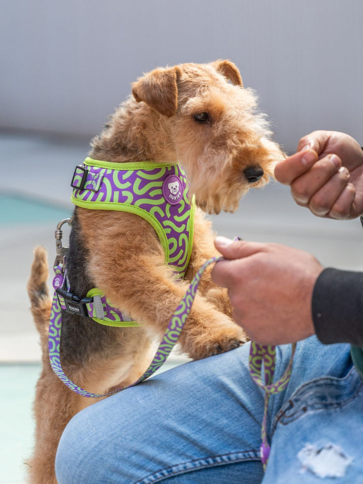 HARNAIS RÉGLABLE KALEIDO LIME SWIRL POUR CHIEN