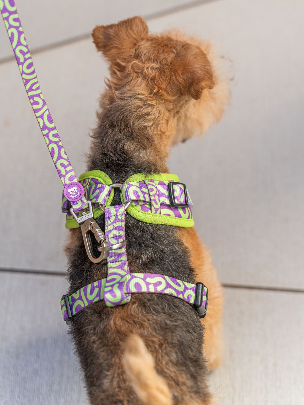 HARNAIS RÉGLABLE KALEIDO LIME SWIRL POUR CHIEN