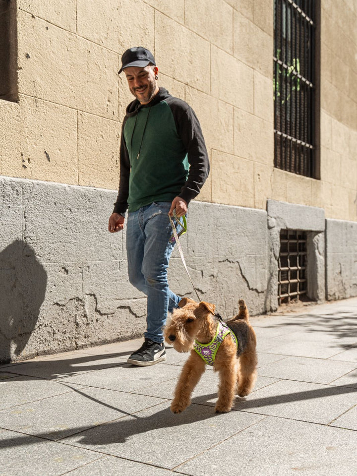 HARNAIS BODY KALEIDO LIME SWIRL POUR CHIEN