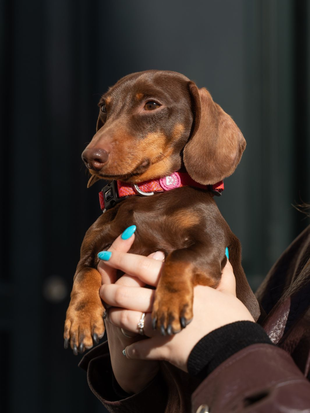 COLLAR PARA PERRO KALEIDO PINK GRID