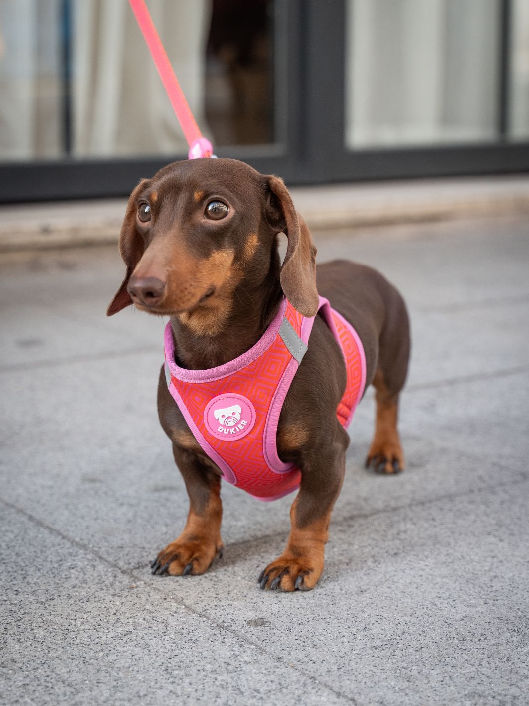 HARNAIS BODY KALEIDO PINK GRID POUR CHIEN