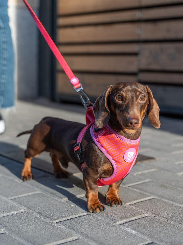 ARNÉS AJUSTABLE PARA PERRO KALEIDO PINK GRID