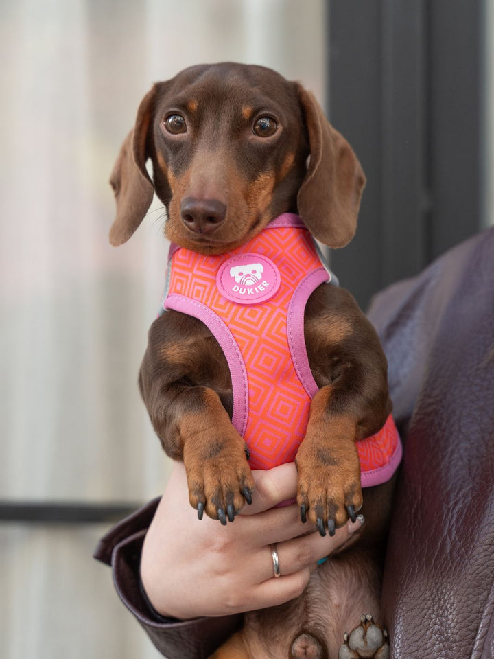 HARNAIS BODY KALEIDO PINK GRID POUR CHIEN
