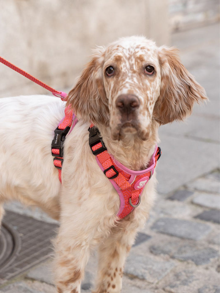 HARNAIS TRAIL KALEIDO PINK GRID POUR CHIEN