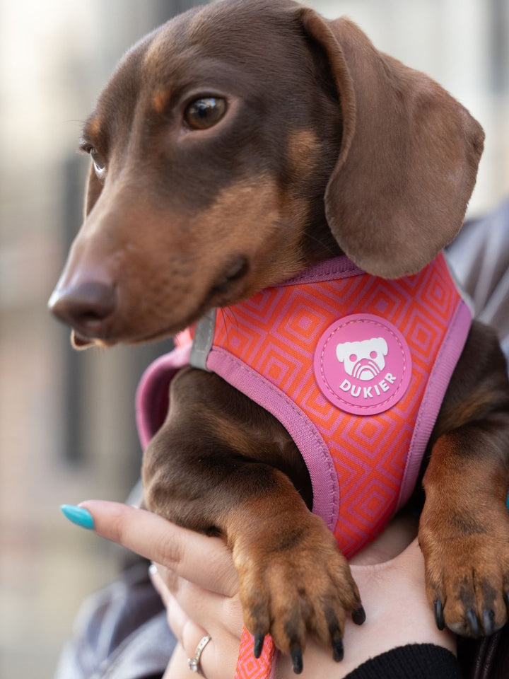 HARNAIS BODY KALEIDO PINK GRID POUR CHIEN